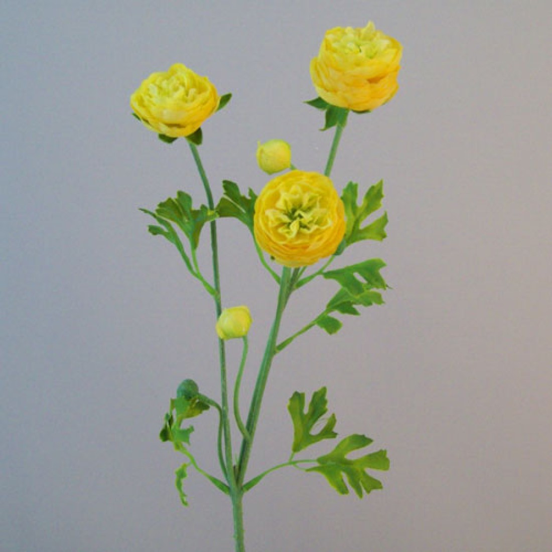 Silk Ranunculus Flowers Yellow 65cm Artificial Flowers